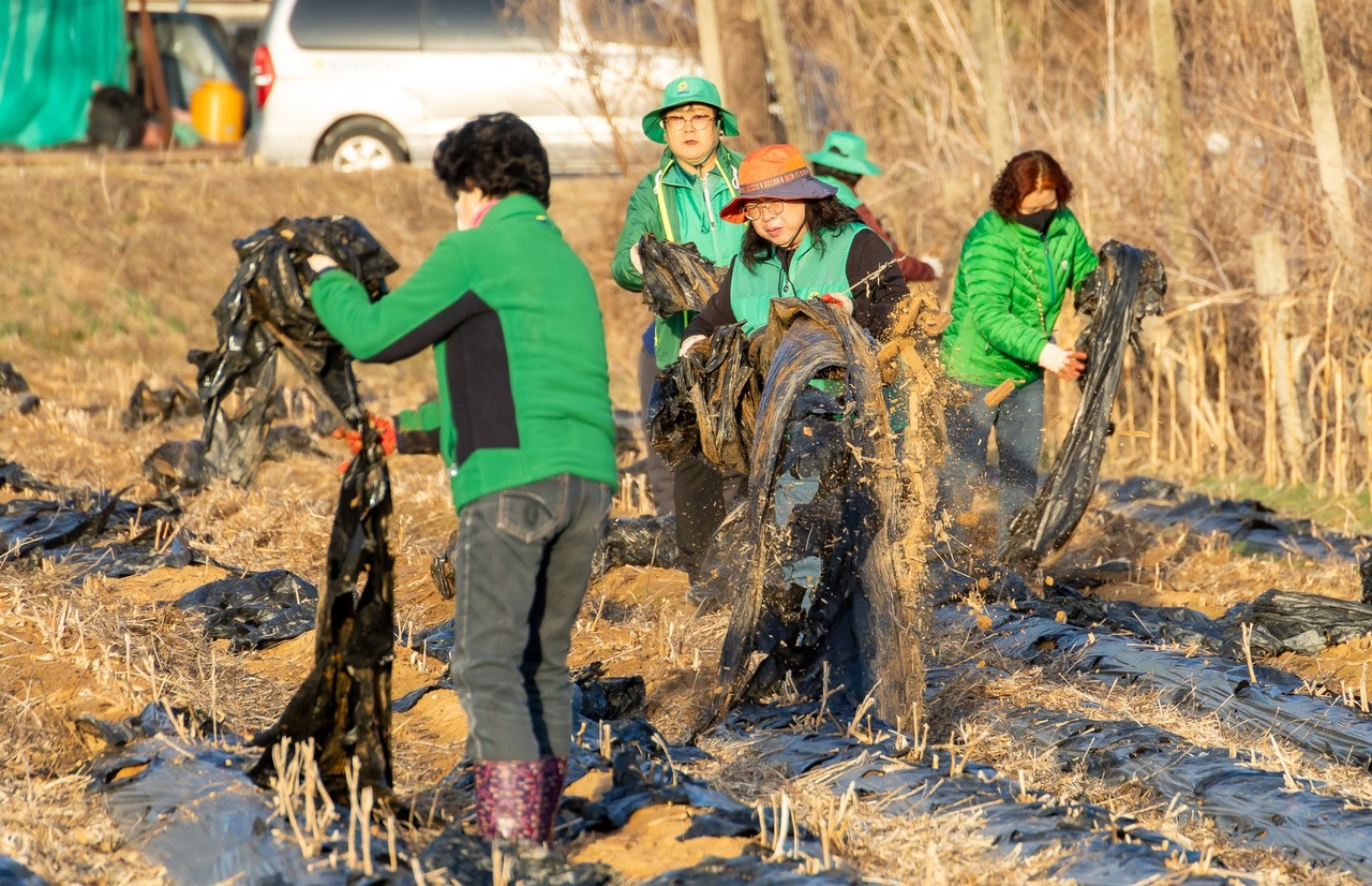 ▲ 지난 26일 제천시새마을회원들이 고령농가 밭에서 방치된 폐비닐을 걷어 내고 있다. 사진=제천시제공