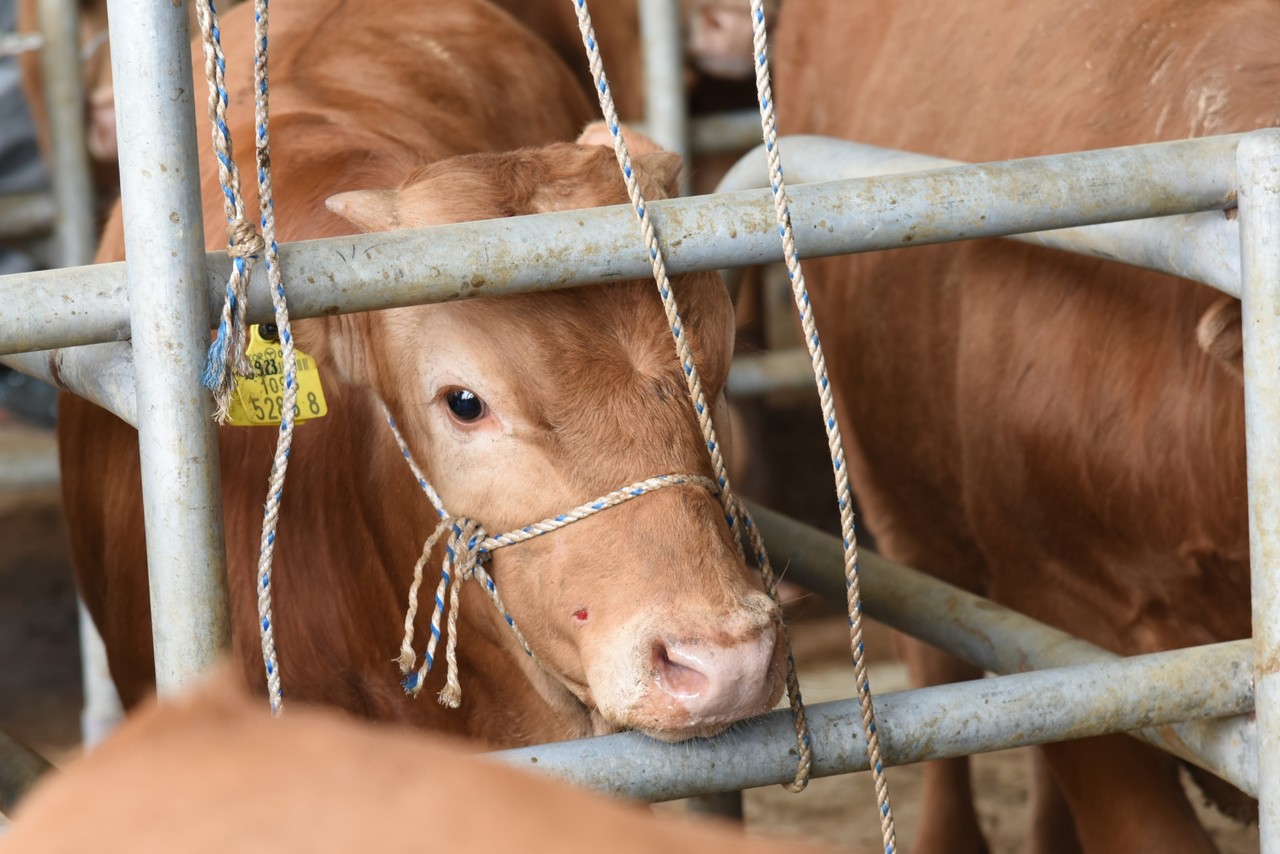 ▲ 한우 농장 모습. 이 사진은 기사 내용과 상관 없음. 사진=독자제공