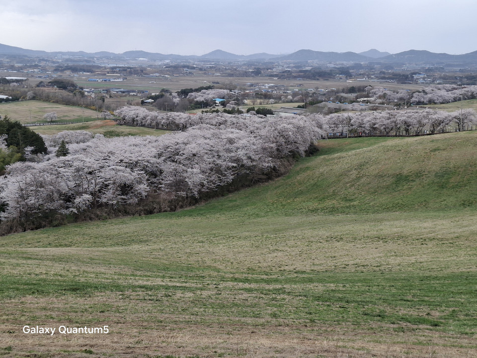 ▲ 벚꽃이 만개한 목장풍경 , 서산시 운산면 신창리 서산웰빙산책로 모습.