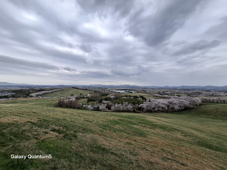 ▲ 전망대에서 바라본 벚꽃이 만개한 목장풍경