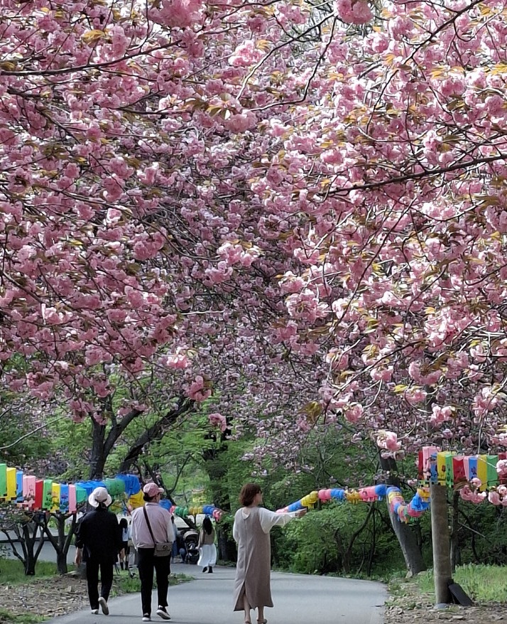 ▲ 서산시 운산면 태봉리 문수사길에 만개한 왕벚꽃 모습.