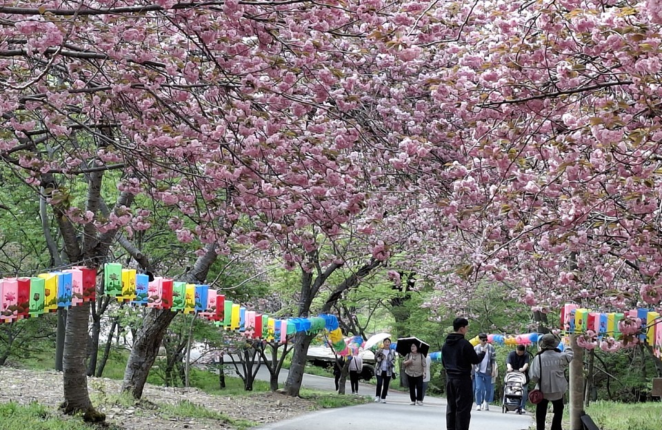 ▲ 서산시 운산면 태봉리 문수사길에 만개한 왕벚꽃 모습.