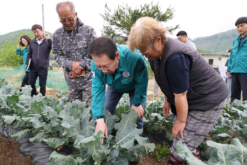 ▲ 송인헌 충북 괴산군수가 16일 브로콜리 피해 농가를 방문해 피해 현황을 살펴보고있다.