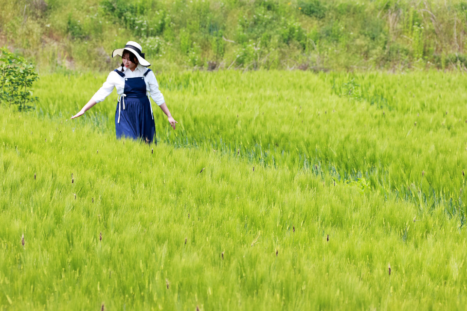 ▲ 24절기 중 아홉 번째 절기인 망종(芒種)을 일주일 앞둔 29일 충북 괴산군 감물면 일대 들녘이 초여름의 장관을 연출하고 있다.