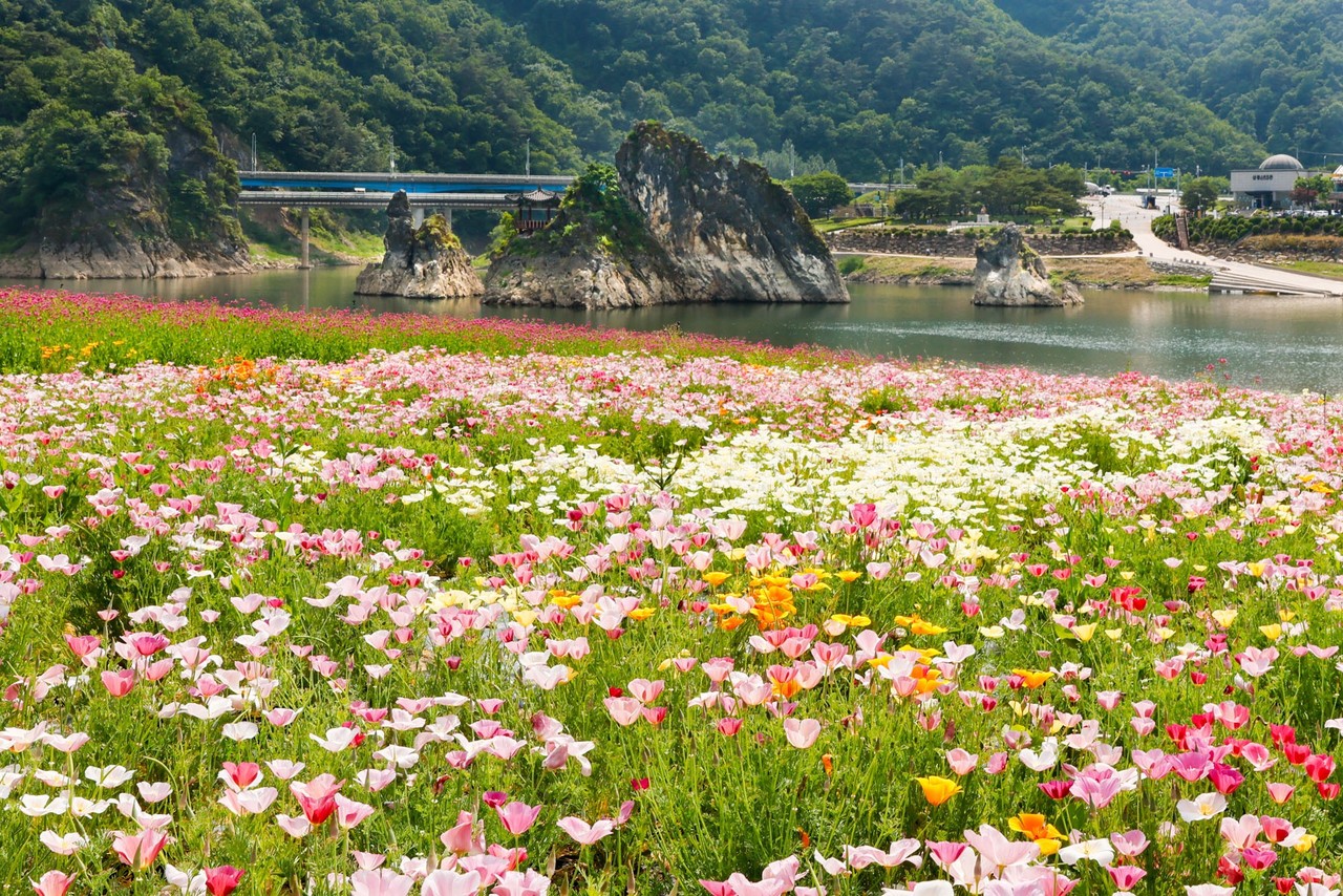 ▲ 단양 도담정원에 만발한 봄, 여름꽃. 사진=단양군제공