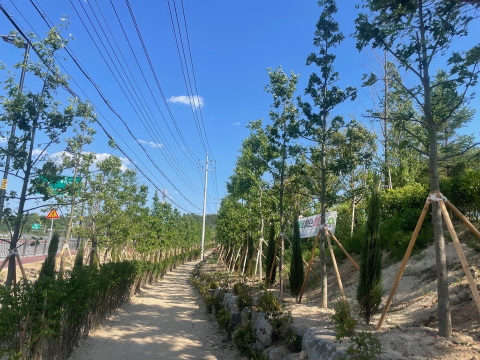 ▲ 금성면 양전리 회전교차로 인근에 조성 중인 도시숲./금산군