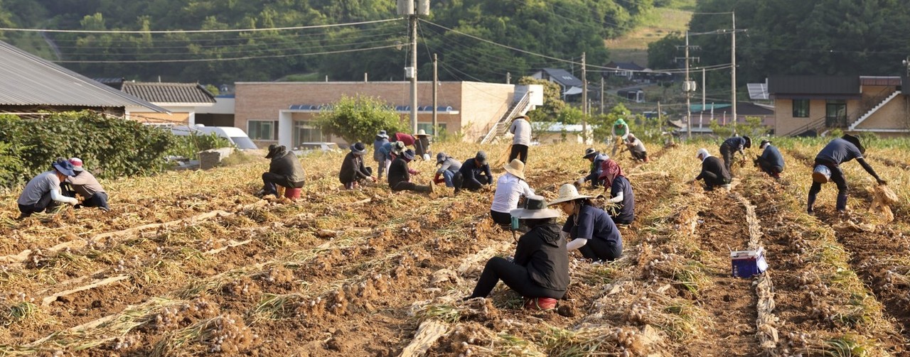 ▲ 단양군 공무원들이 한 농가 밭에서 마늘수확을 하고 있다. 사진=단양군제공