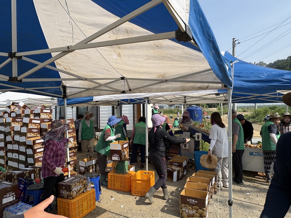 ▲ 세종시 전동면새마을회가 19일 이웃사랑 행복나눔 실천을 위해 감자 수확 행사를 열고 있다.