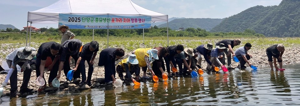 ▲ 단양군이 단양강에 쏘가리 치어를 방류하고 있다. 사진=단양군제공
