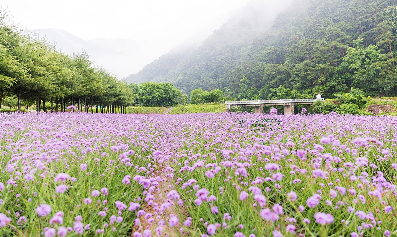 ▲ 단양군 가곡면 사평리 버베나꽃밭. 사진=단양군제공