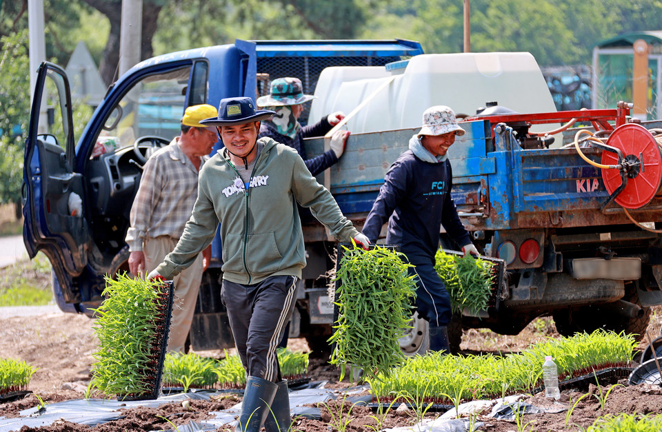 ▲ 캄보디아 출신 계절근로자들이 괴산군 연풍면의 한 농가에서 옥수수 파종과 순 제거 작업에 구슬땀을 흘리고 있다.