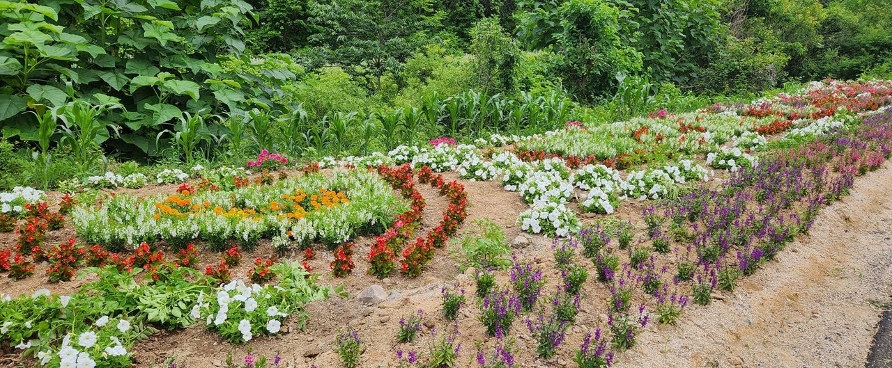 ▲ 단양읍 마조리 마을 주민들이 조성한 꽃동산. 사진=단양군제공