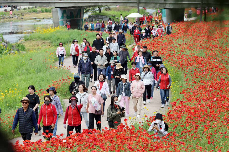 ▲ 지난 5월 열린 2025괴산빨간맛페스티벌를 찾은 관광객들이 양귀비 꽃 도로를 걷고있다.