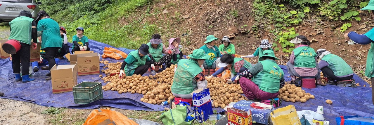 ▲ 지난 7일 단양읍새마을남녀협의회가 수확한 감자를 선별하고 있다. 수확한 감자는 판매해 어려운 이웃에 기탁할 예정이다. 사진=단양군제공
