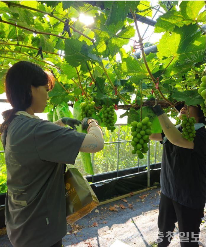 ▲ 회덕농협 포도 농가 일손 돕기