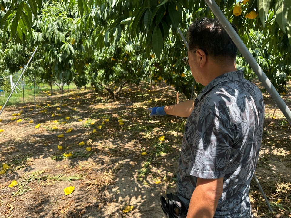 ▲ 더운 날씨가 이어지자 미처 다 크지 못한 채 낙과한 복숭아들이 농장 바닥을 뒤덮고 있다. /조은영기자
