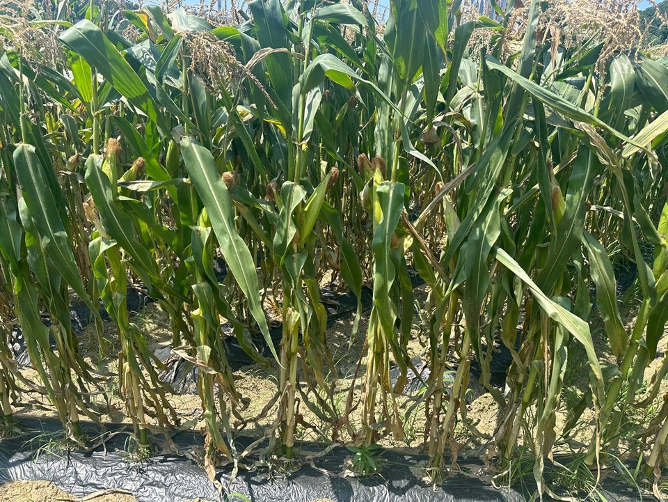 ▲ 낮 최고기온이 35도를 넘는 폭염이 연일 이어지자 옥수수가 성장을 멈추고 뿌리가 메말라가고 있다. /조은영기자