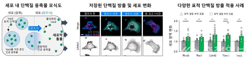 ▲ 인공 응축물 시스템을 활용한 세포 모양 변화