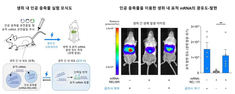 ▲ 생쥐 내에서 인공 응축물 시스템(RELISR)을 활용한 표적 mRNA의 발현