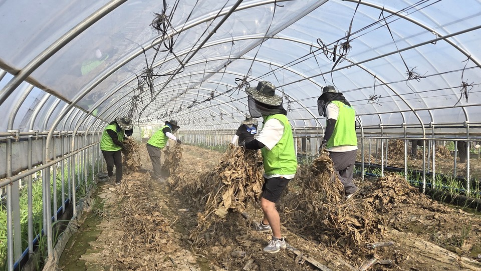 ▲ 충북농협 임직원들이 청주시 오송읍 애호박 농가에서 침수된 비닐하우스 내부를 정리하고 있다.