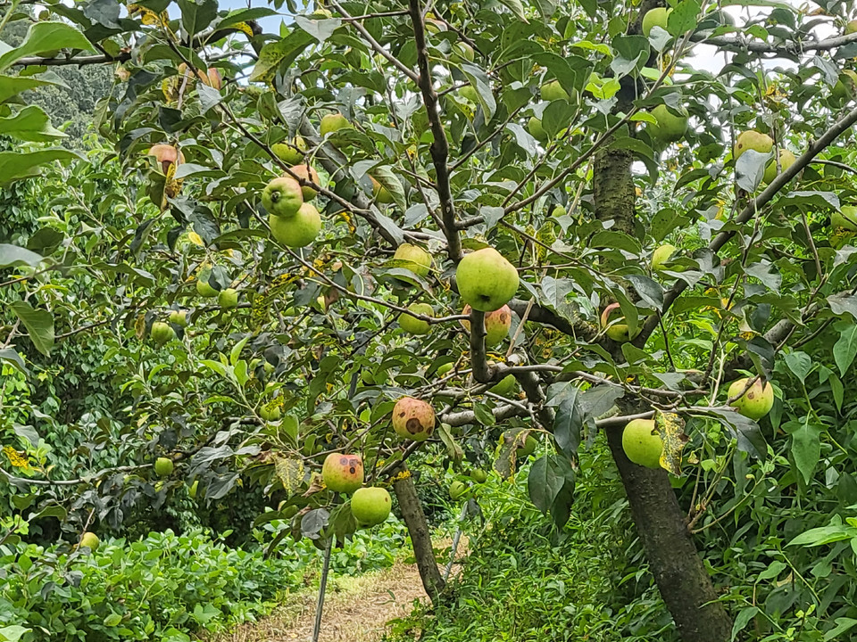 ▲ 탄저병이 발병한 사과.