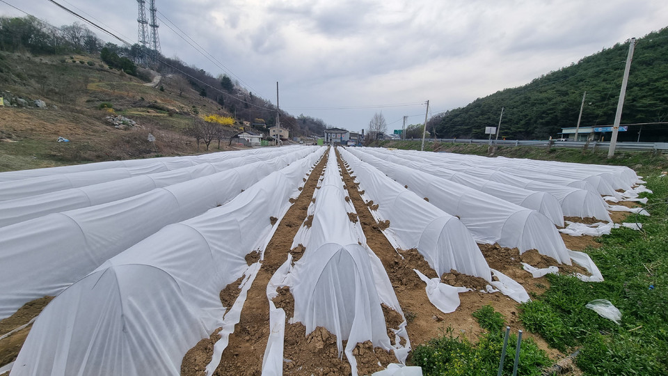 ▲ 고추부직포터널재배.