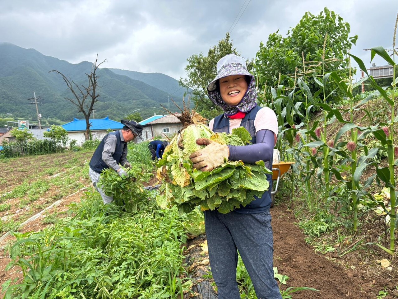 ▲ 단양에서 살아보기에 참가한 도시민이 배추를 수확하고 즐거워하는 모습. 사진=단양군제공