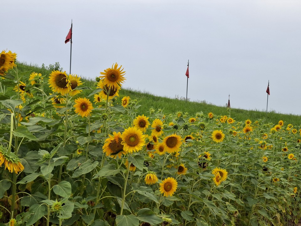 ▲ 충남 서산시 해미읍성의 해바라기