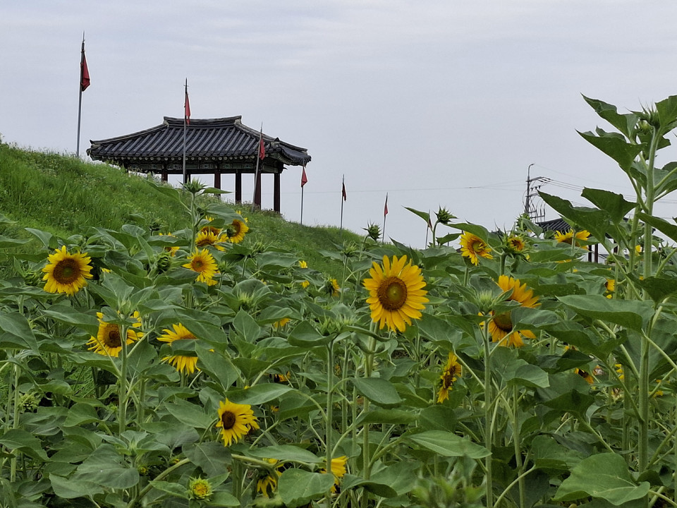 ▲ 충남 서산시 해미읍성의 해바라기