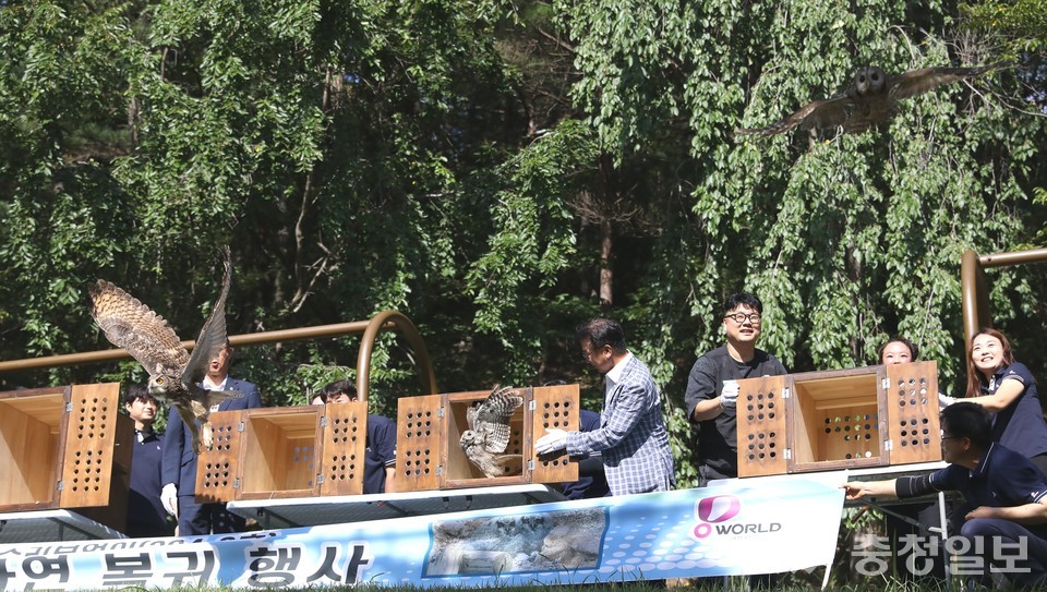 ▲ 대전오월드 천연기념물 올빼미, 수리부엉이 자연방사