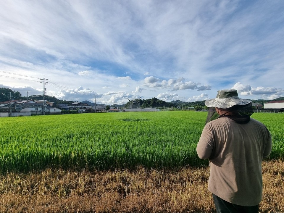 ▲ 벼 병충해 항공방제./금산군 제공