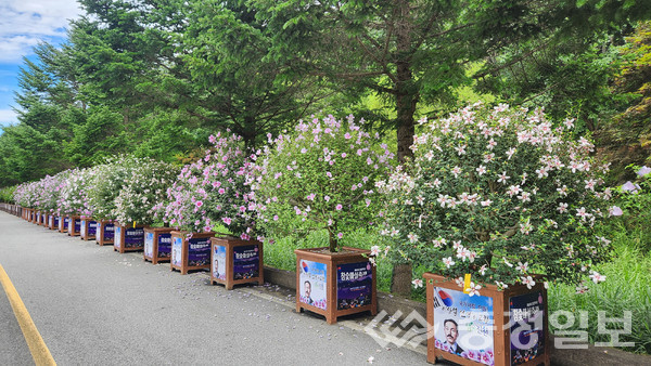 ▲ 충북 진천군 무궁화분화 거리 모습.