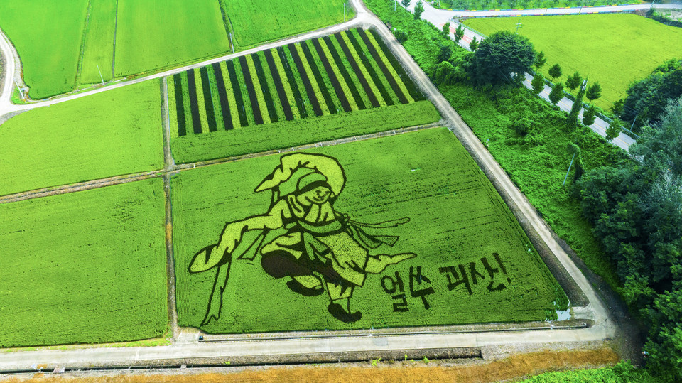 ▲ 충북 괴산군이 유색벼를 활용한 독창적인 논 그림 경관사업을 올해도 이어가며 농촌을 찾는 방문객들에게 색다른 볼거리를 제공하고 있다.