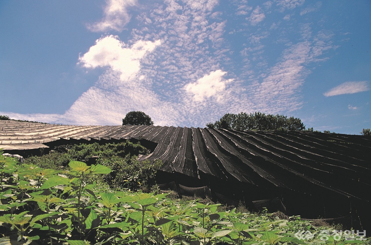 ▲ 인삼포./금산군 제공