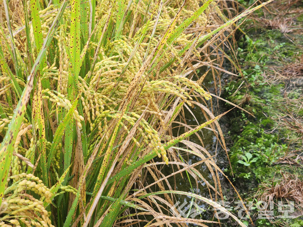 ▲ 벼 깨씨무늬병.