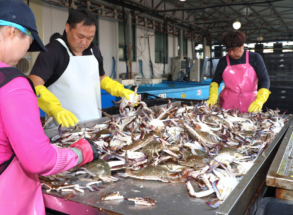 ▲ 21일 안면읍 백사장항 위판장의 꽃게 모습