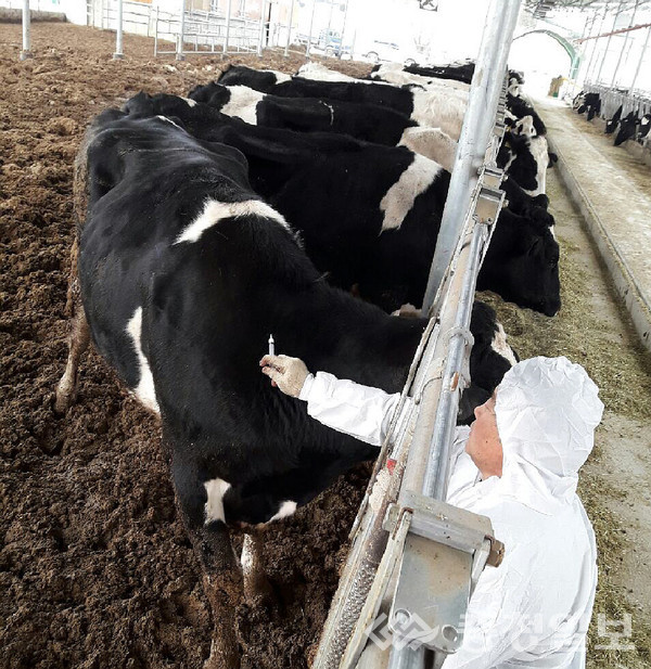 ▲ 소 구제역 백신 접종 모습.