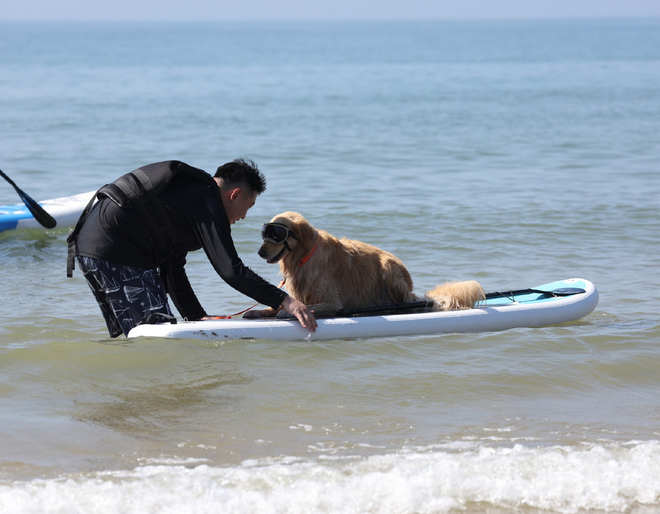 ▲ 지난해 9월 만리포에서 진행된 반려동물 패들보드 체험 모습