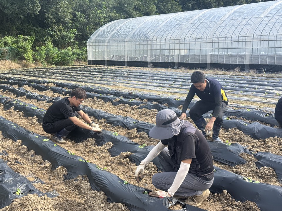 ▲ 충북 증평군4-H연합회가 1일 증평읍 용강리 4-H과제포에서 배추를 심으며 본격적인 가을 농사에 돌입했다.