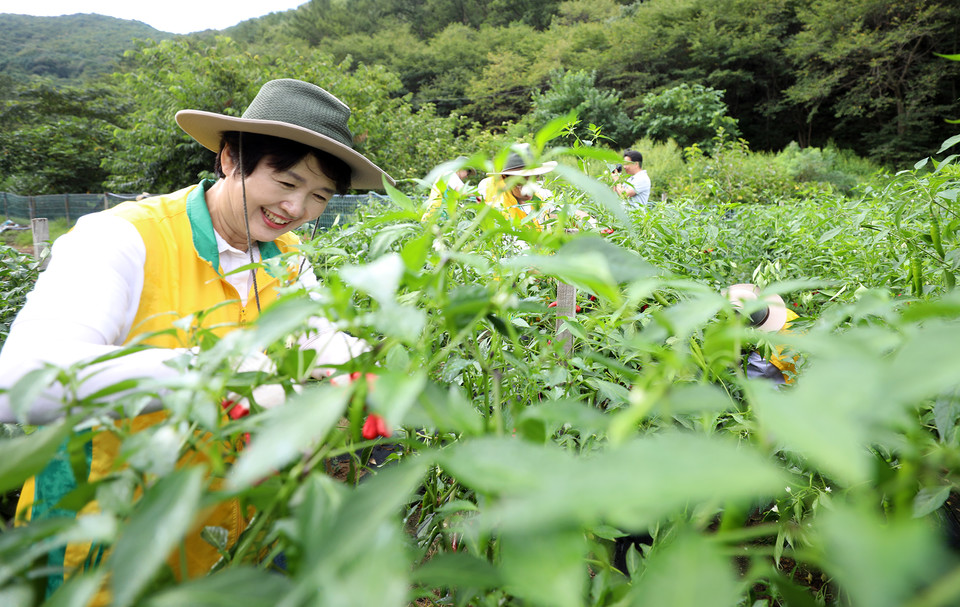 ▲ 신천지자원봉사단 대전지부 회원들이 1일 동구 낭월동의 한 농가에서 ‘농촌일손돕기 봉사활동’을 하고 있다. 사진=신천지자원봉사단 대전지부 제공
