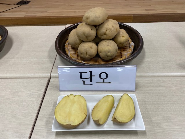 ▲ 신품종 단오감자 사진.