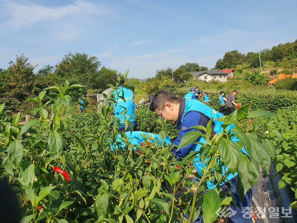 ▲ 고추밭에서 구슬땀을 흘리며 수확을 돕는 대전도시공사 직원들