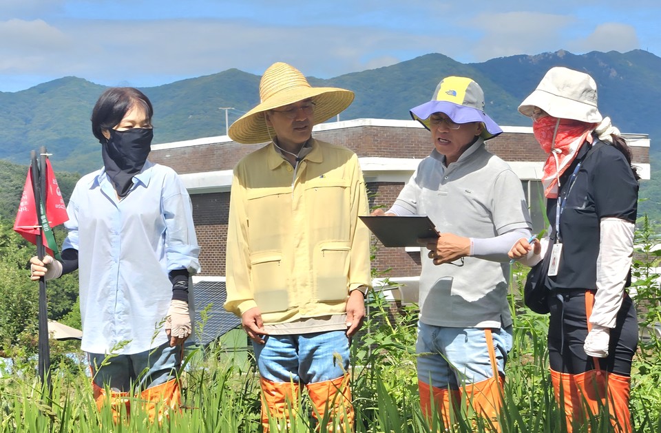 ▲ 통계청 직원들이 포기당 이삭 수 등을 실측하고 있다.