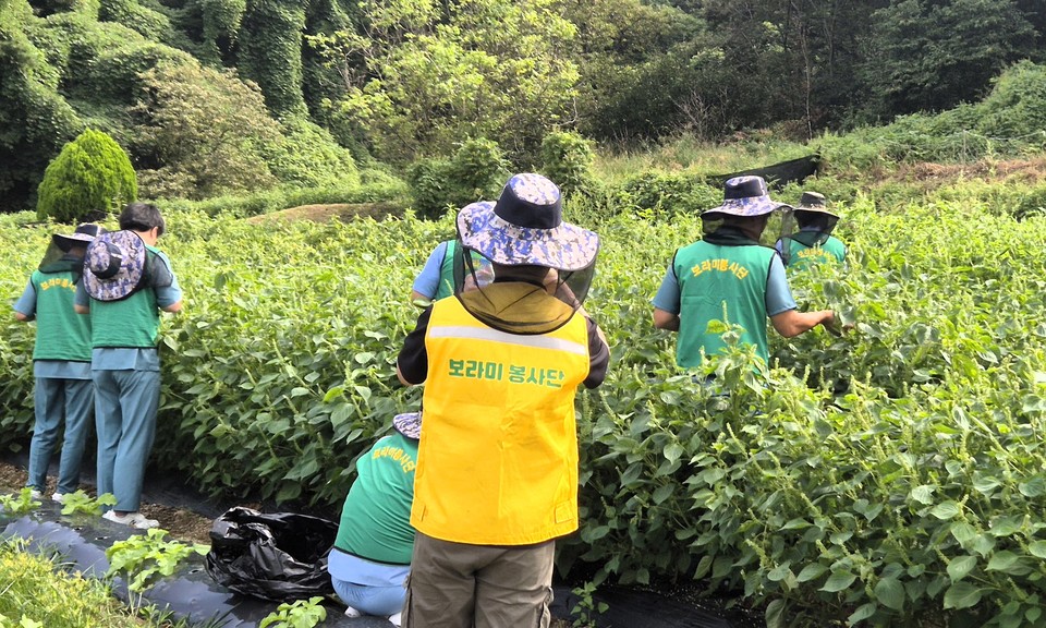▲ 청주교도소 보라미 봉사단이 취약농가 영농 인력 지원사업에 참여하고 있다.