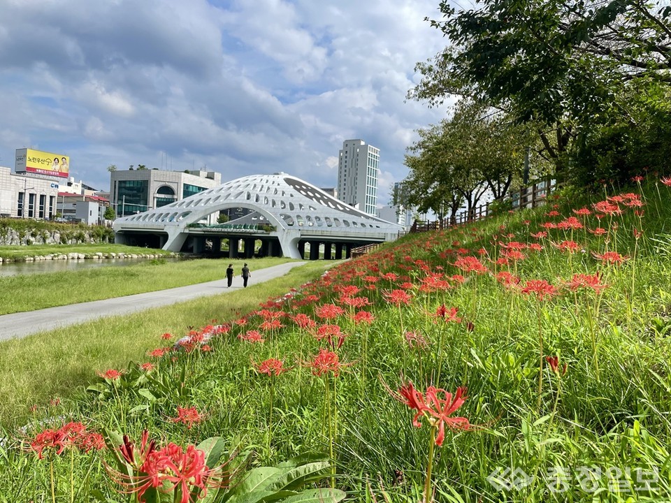 ▲ 대전천에 흐르는 붉은 물결, 꽃무릇 만개