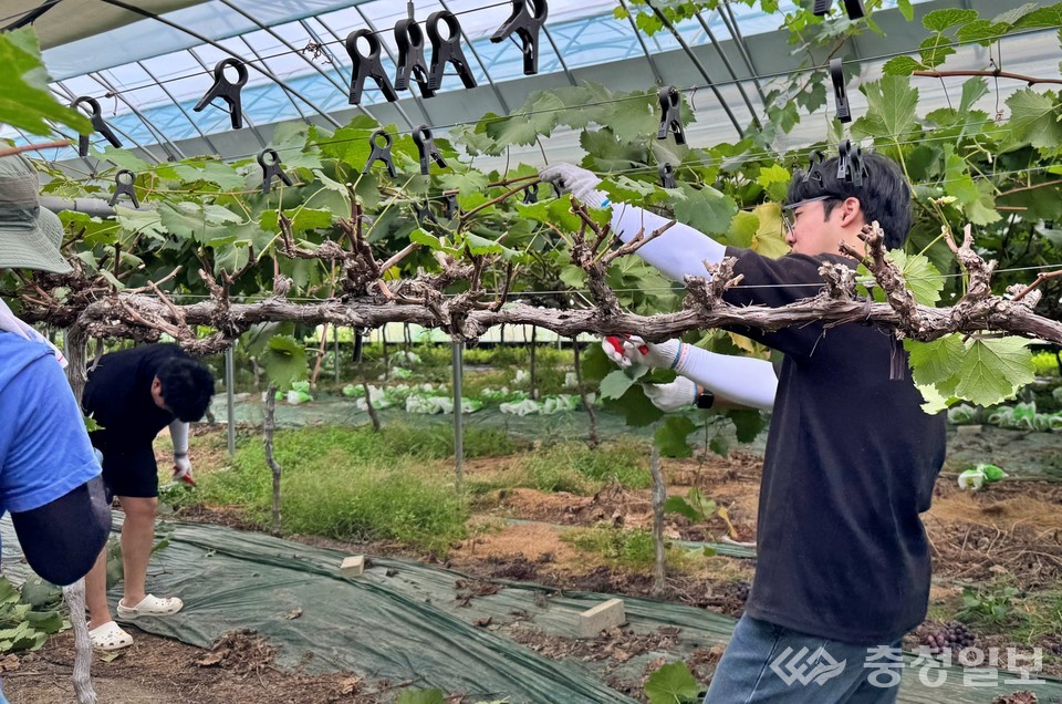 ▲ 충남대 학생들이 논산 새바람농원에서 포도 수확과 포장 작업을 함께하며 청년 농부의 영농 현장을 돕고 있다.