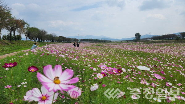 ▲ 가을꽃 코스모스가 활짝 핀 충북 진천군 진천읍 백곡천 둔치.