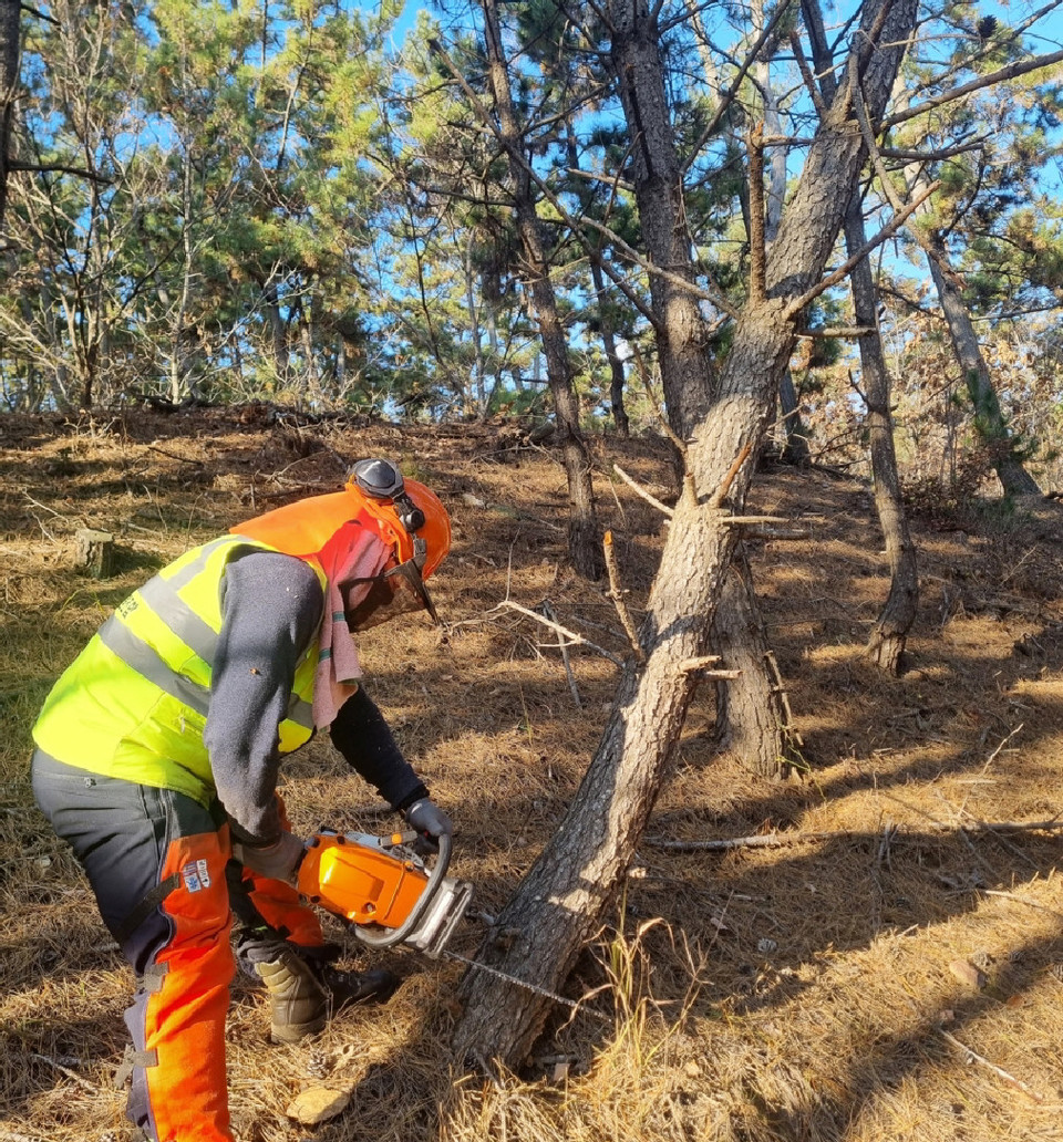 ▲ 태안군의 소나무재선충 방제 모습.