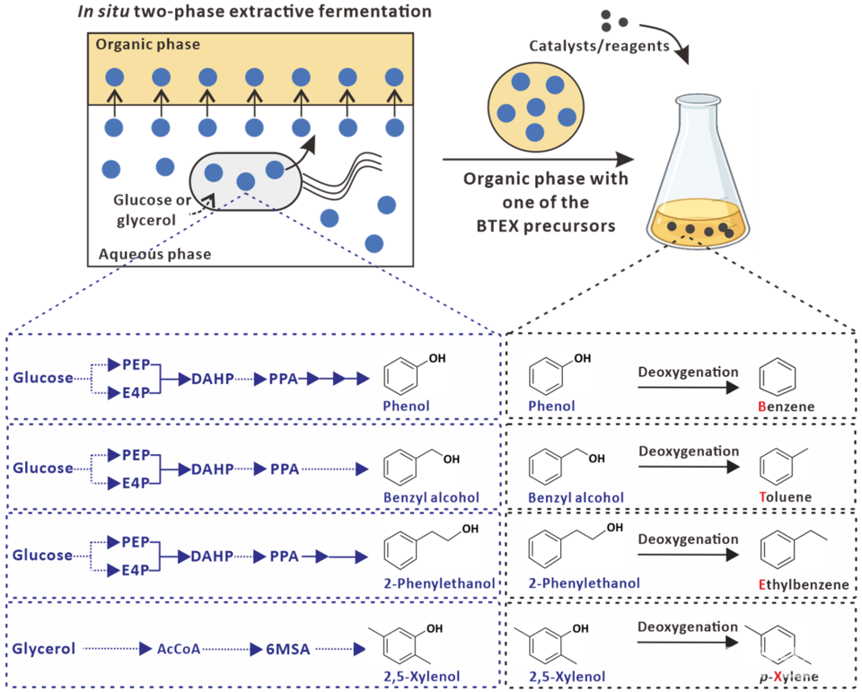 ▲ 미생물 공정과 화학적 공정을 결합한 포도당과 글리세롤로부터의 BTEX 생산 공정 요약도