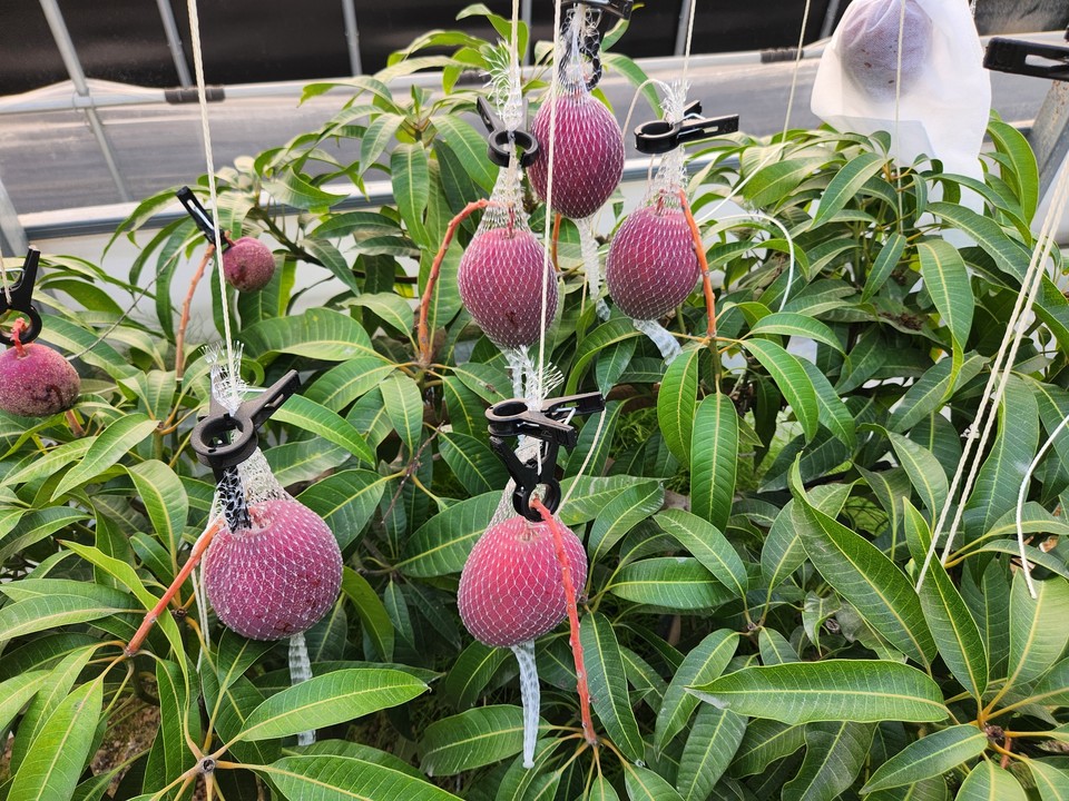 ▲ 장삼진 청주시품목농업인연구회 회장의 농장에서 재배되는 애플망고